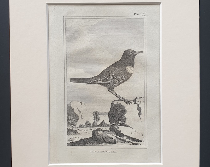 The Ring Ouzel - Original 1812 Buffon print in mount (77)