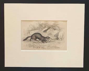 Polecat - Original 1838 hand coloured mammalia print in mount