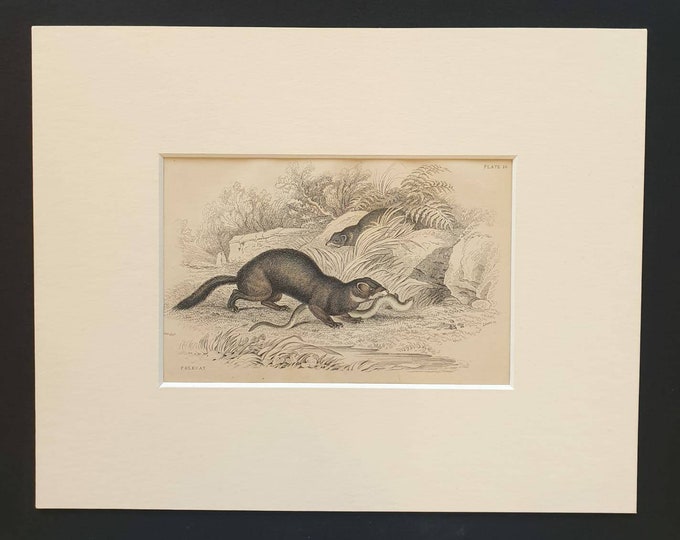 Original 1838 hand coloured mammalia print in mount - Polecat