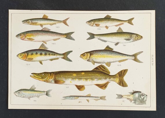Original 1915 fish print - Plate 24