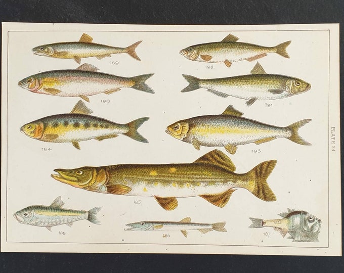 Original 1915 fish print - Plate 24