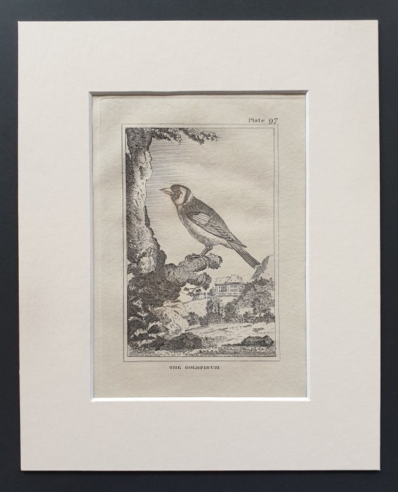 The Goldfinch - Original 1812 Buffon print in mount (97)