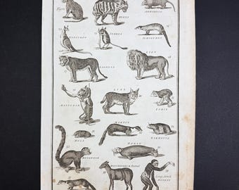 Quadrupeds - Tab. III - Original c1785 Antique Print