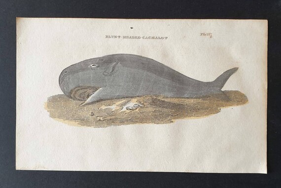 Original 1821 hand coloured animal print - Blunt Headed Cachalot