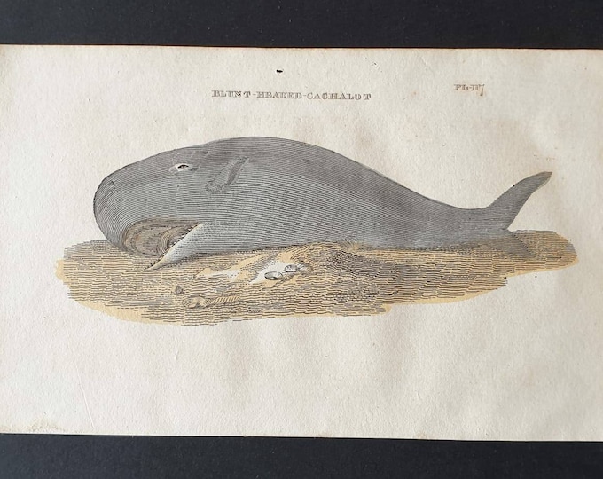 Original 1821 hand coloured animal print - Blunt Headed Cachalot
