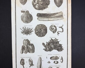 Shells - Tab III - Original c1785 Antique Print
