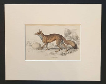 Caama Fennec - Original 1839 hand coloured mammalia print in mount