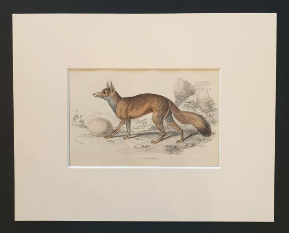 Original 1839 hand coloured mammalia print in mount - Caama Fennec
