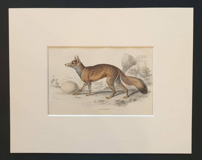 Original 1839 hand coloured mammalia print in mount - Caama Fennec