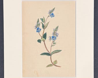 The Speedwell - Original 1836 Antique Botanical Print
