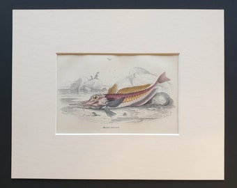 Mailed Gurnard - Original c1860 hand coloured fish print in mount