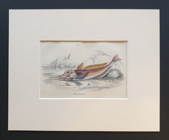 Mailed Gurnard - Original c1860 hand coloured fish print in mount