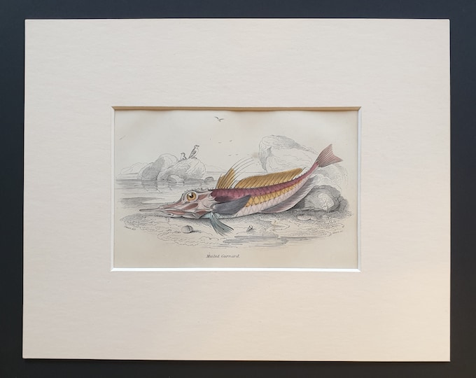 Mailed Gurnard - Original c1860 hand coloured fish print in mount