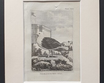 The Black Backed Gull -  Original 1812 Buffon print in mount (223)