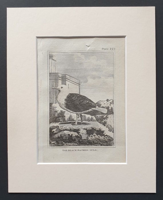 The Black Backed Gull -  Original 1812 Buffon print in mount (223)