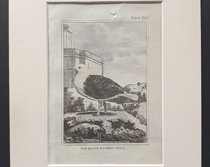 The Black Backed Gull -  Original 1812 Buffon print in mount (223)