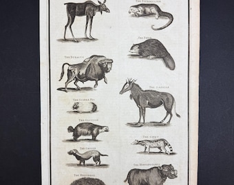 Quadrupeds - Original c1785 Antique Print