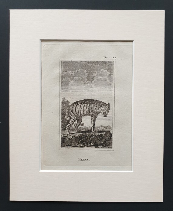 Hyaena - Original 1812 Buffon print in mount