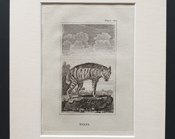 Hyaena - Original 1812 Buffon print in mount