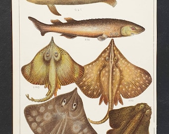 Original 1915 fish print - Plate 31