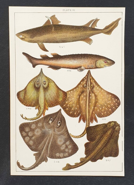 Original 1915 fish print - Plate 31