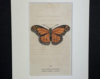 The Archippus Butterfly - Original 1832 Hand Coloured Antique Print