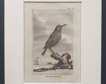 The Blue Thrush - Original 1812 Buffon print in mount (80)