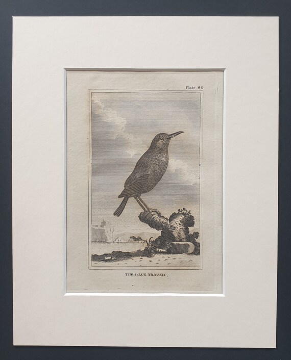 The Blue Thrush - Original 1812 Buffon print in mount (80)
