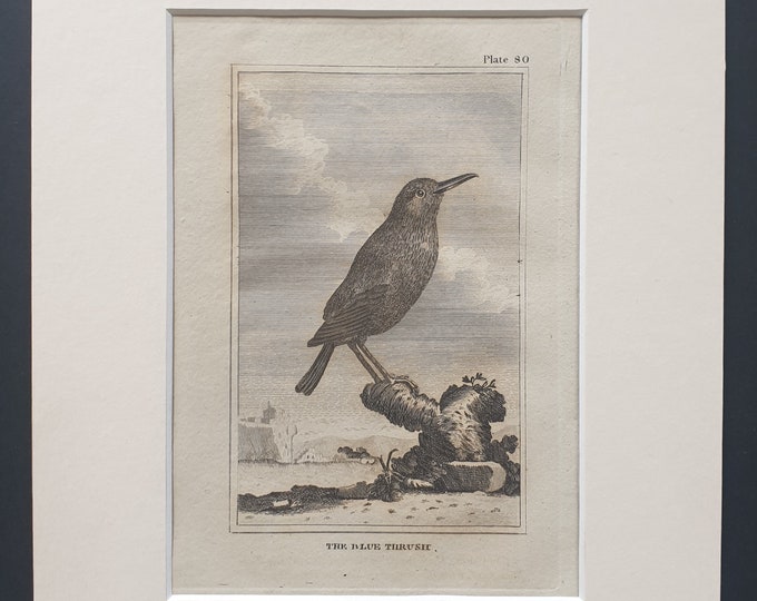 The Blue Thrush - Original 1812 Buffon print in mount (80)