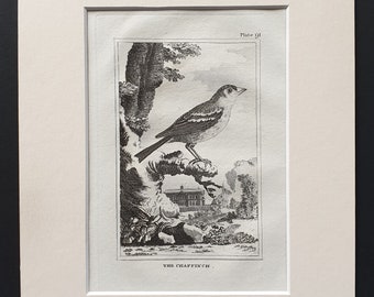 The Chaffinch - Original 1812 Buffon print in mount (91)