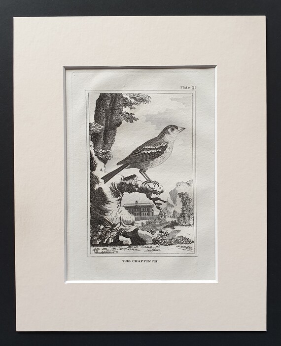 The Chaffinch - Original 1812 Buffon print in mount (91)