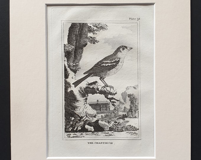 The Chaffinch - Original 1812 Buffon print in mount (91)