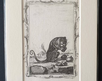 Female Phalanger - Original 1791 Buffon print