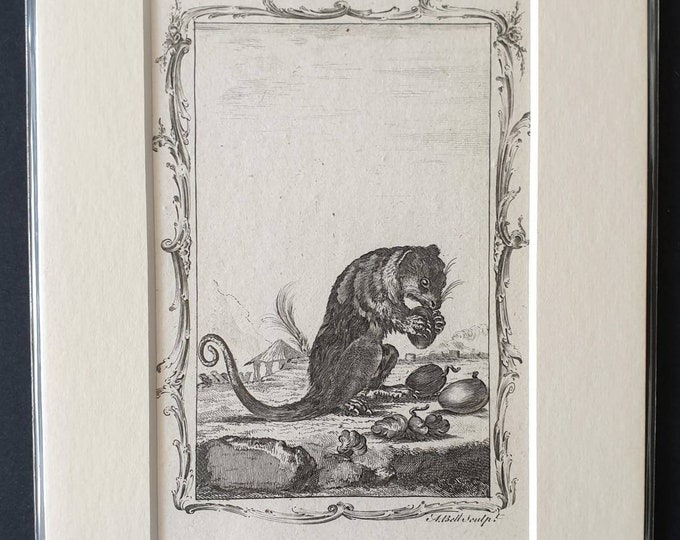 Original 1791 Buffon print - Female Phalanger