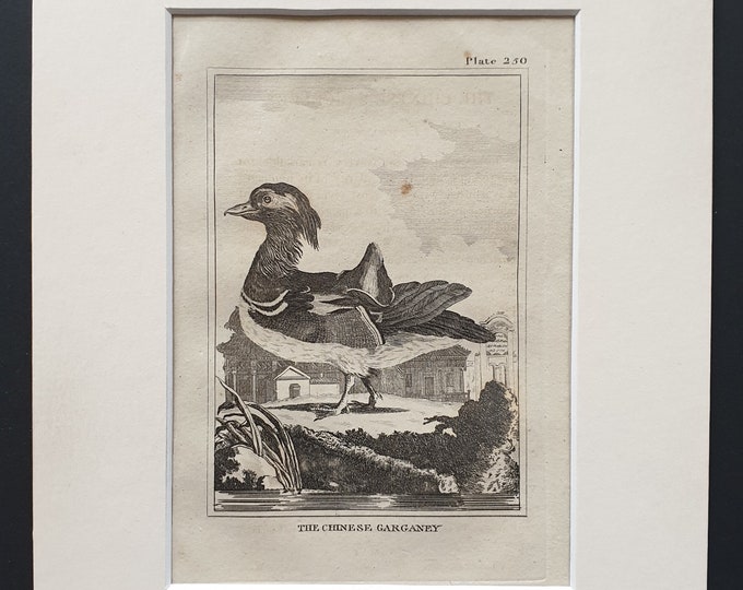 The Chinese Garganey -  Original 1812 Buffon print in mount (250)