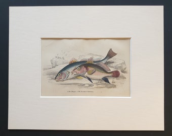 The Maigre, The Bearded Umbrina - Original c1860 hand coloured fish print in mount