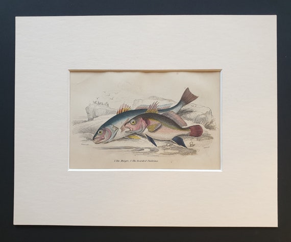The Maigre, The Bearded Umbrina - Original c1860 hand coloured fish print in mount