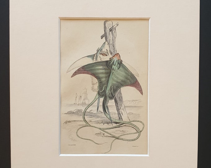 The Eagle Ray - Original c1860 hand coloured fish print in mount