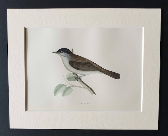 Original 1891 hand coloured bird print in mount - Blackcap