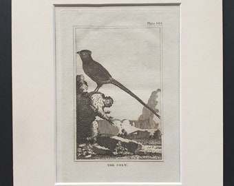 The Coly - Original 1812 Buffon print in mount (105)