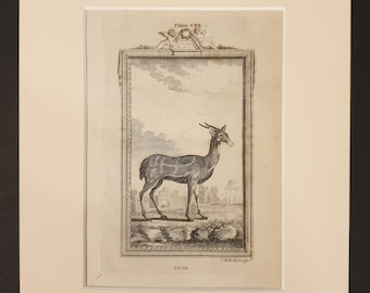 Guib - Original 1791 Buffon print in mount