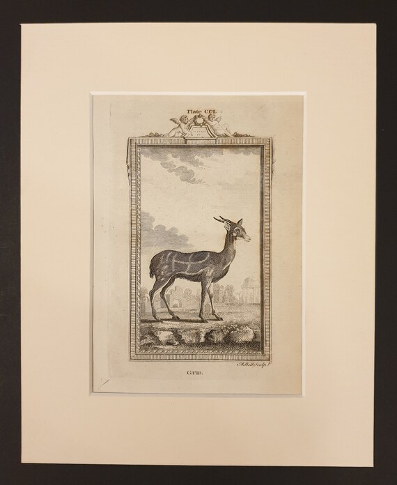 Guib - Original 1791 Buffon print in mount