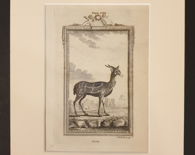 Guib - Original 1791 Buffon print in mount