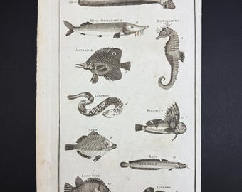 Fishes - Tab. II - Original c1785 Antique Print