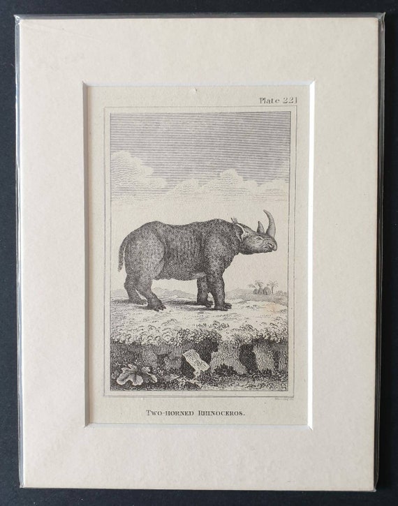 Original 1812 Buffon print - Two Horned Rhinoceros