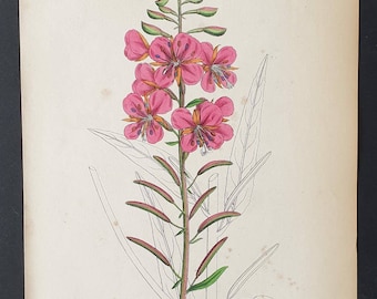 Garden French Willow - Original 1863 Sowerby hand coloured botanical print