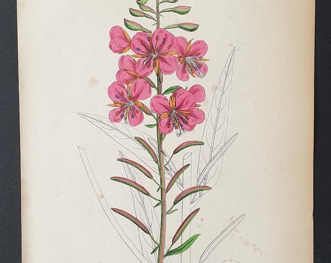 Original 1863 hand coloured botanical print - Garden French Willow