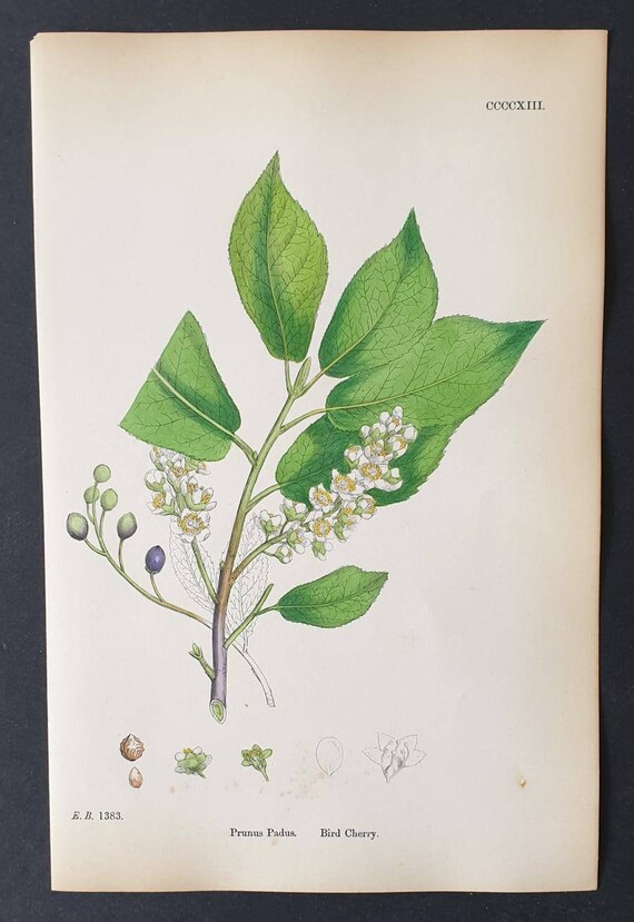 Original 1863 hand coloured botanical print - Bird Cherry