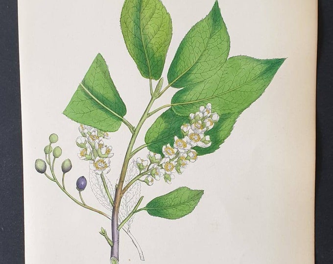 Original 1863 hand coloured botanical print - Bird Cherry