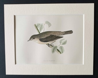 Garden Warbler - Original 1891 hand coloured bird print in mount
